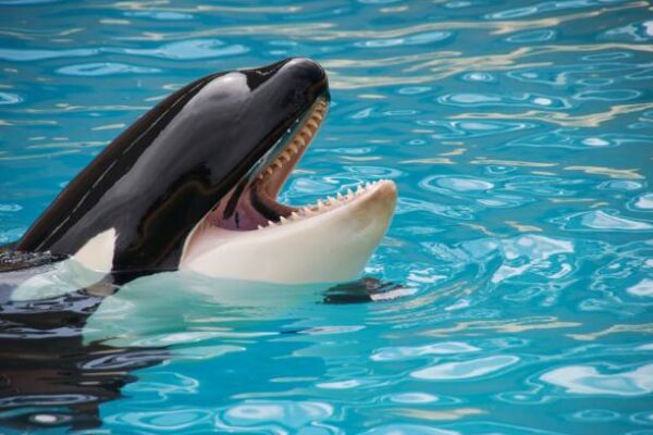 The Legacy of Lolita the Orca: A Landmark Case for Animal Rights