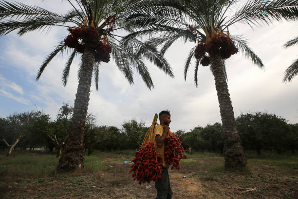 Potentials and Safety of Date Palm Fruit against Diabetes